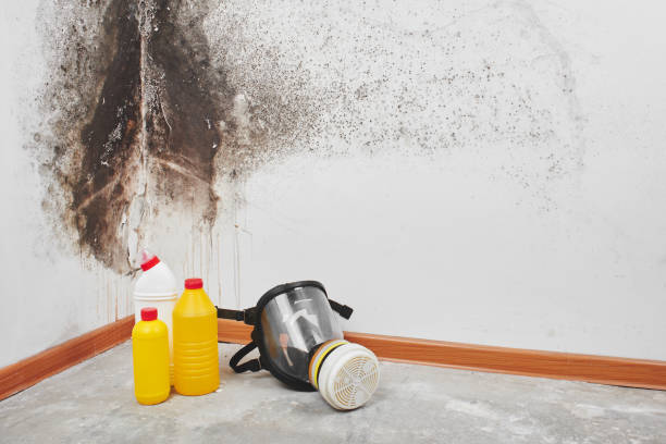 Professional Mold Remediation in Spout Springs, NC