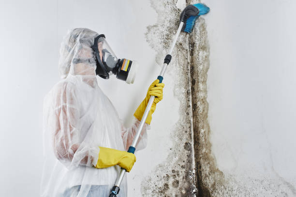 Best Residential Mold Remediation in Spout Springs, NC