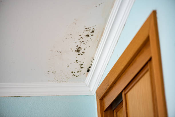 Best Insurance-Related Mold Remediation in Spout Springs, NC